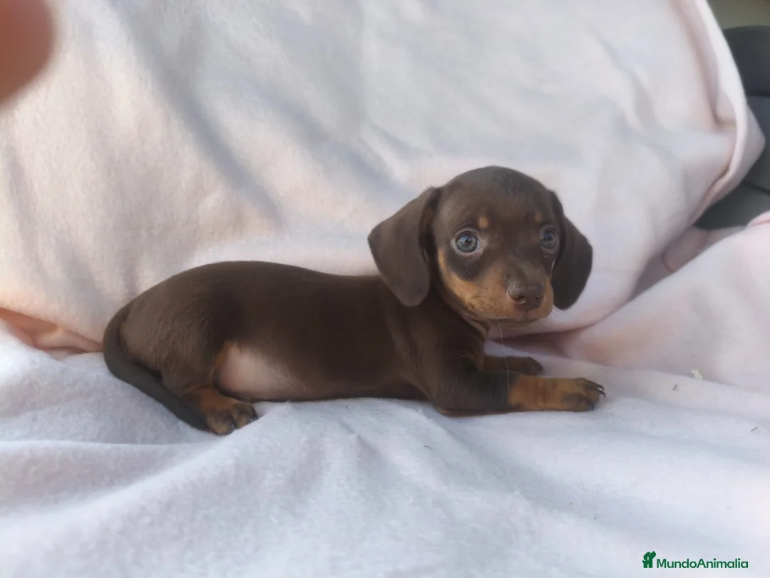 Teckel Miniatura perros en venta: Teckel kanichen  - Anuncio 8