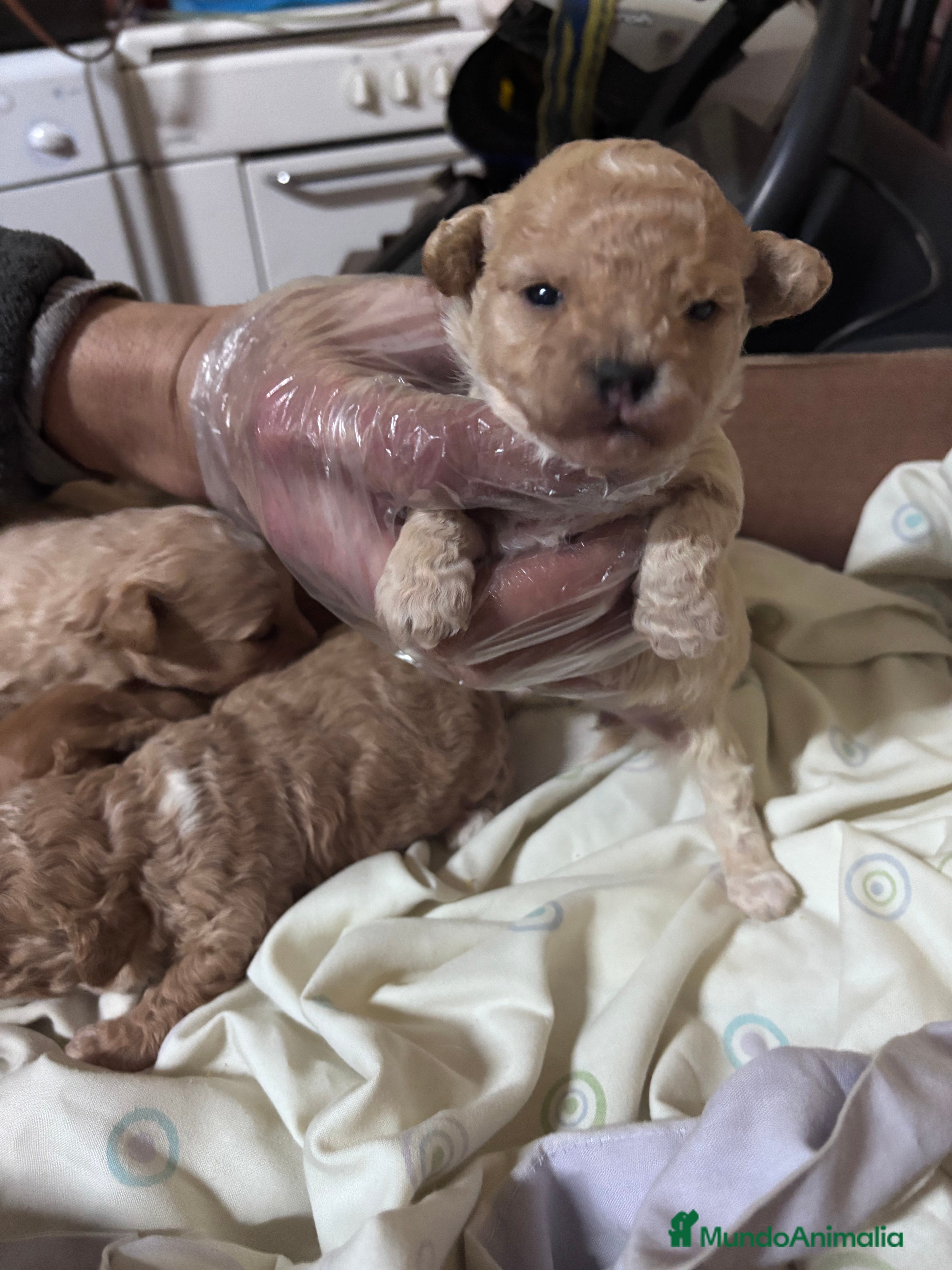 Caniche Toy perros Excelente camada de Caniche toy apricot  - Anuncio 2