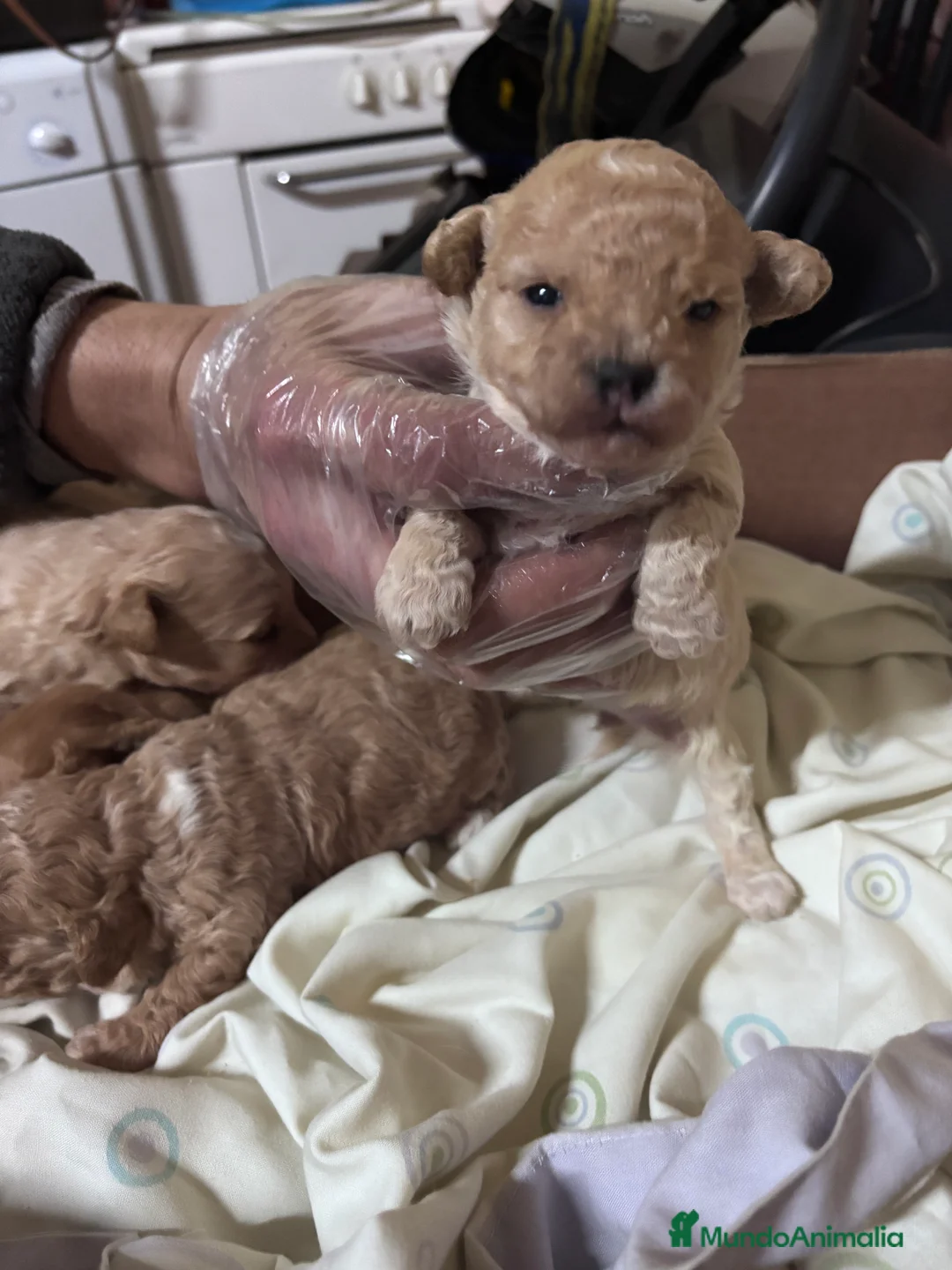 Caniche Toy perros en venta: Excelente camada de Caniche toy apricot  - Anuncio 2