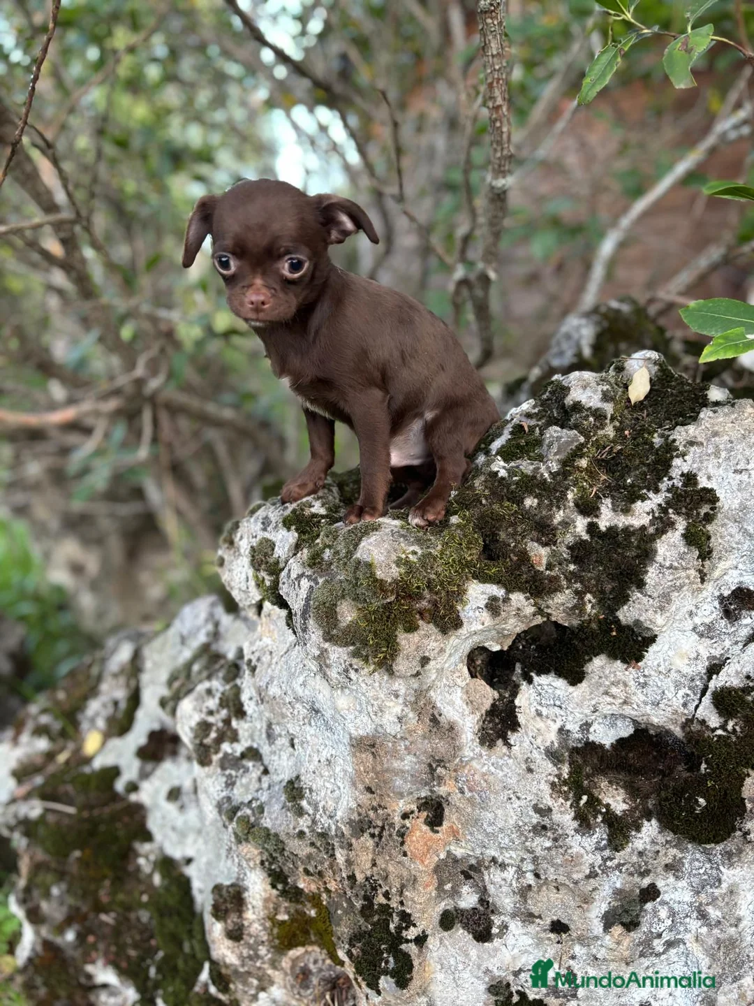 Chihuahua perros en venta: Chihuahua chocolate  - Anuncio 1