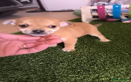 Raza Mixta perros en venta: PRECIOSO EJEMPLAR (LEER BIEN) - Imagen 3