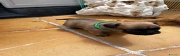 Petit Brabançon perros en venta: Petit Brabançon  - Anuncio 4