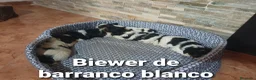 Biewer Yorkshire Terrier a la Pom Pon perros en venta: Cachorros de biewer con pedigree - Anuncio 6