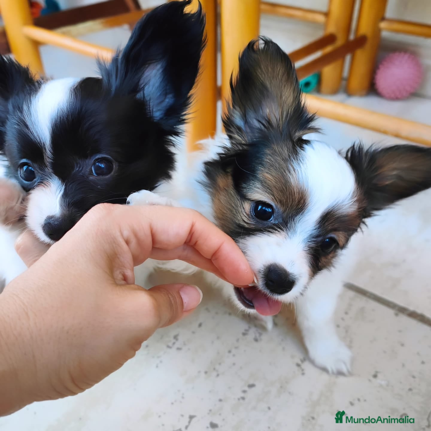Papillon perros Hembras de papillon - Anuncio 1