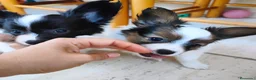 Papillon perros en venta: Hembras de papillon en Alicante - Anuncio 1