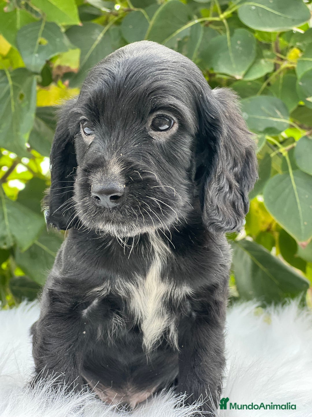 Cocker Spaniel Inglés perros en venta: Cocker inglés negro  - Imagen 2