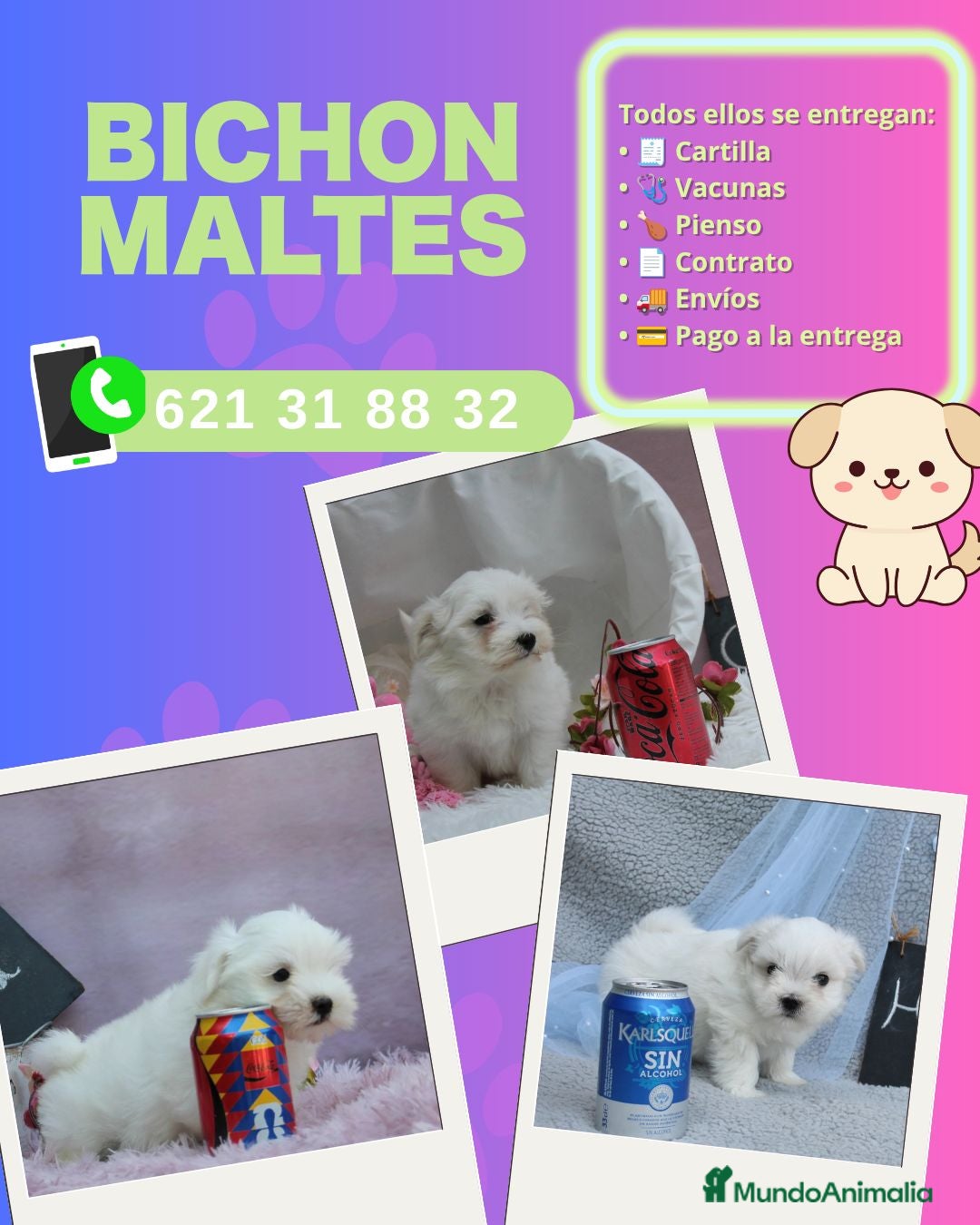 Bichón Maltés perros Camada de bichón maltés enano - Anuncio 1