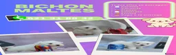 Bichón Maltés perros en venta: Camada de bichón maltés enano - Anuncio 1