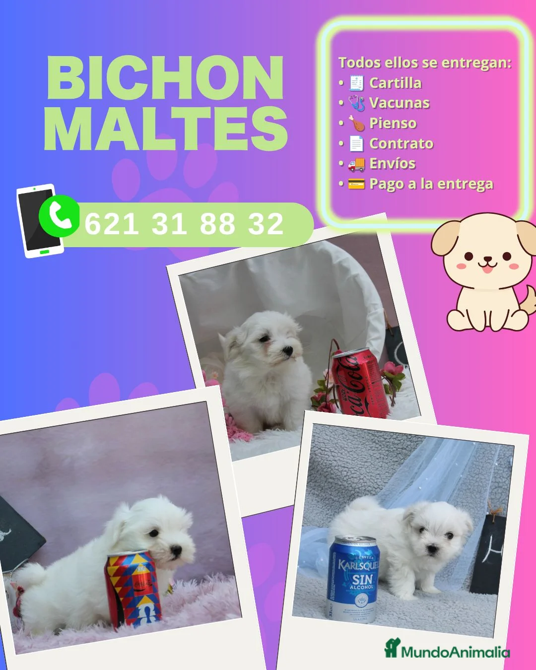 Bichón Maltés perros en venta: Camada de bichón maltés enano - Anuncio 1