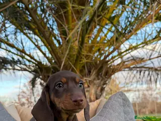 Teckel Miniatura perros CACHORRITO TECKEL - Anuncio 9