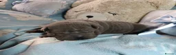 Shar Pei perros en venta: ‼️‼️Preciosa camada de minipeis - Anuncio 1