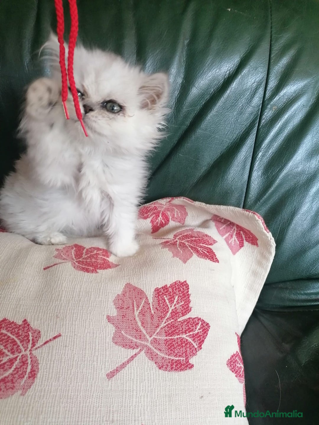 Persa gatos en venta: Persa Chinchilla Hembra - Imagen 2