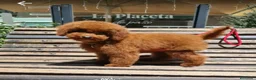 Caniche Toy perros en venta: Caniches madre apricot padre rojo - Anuncio 1