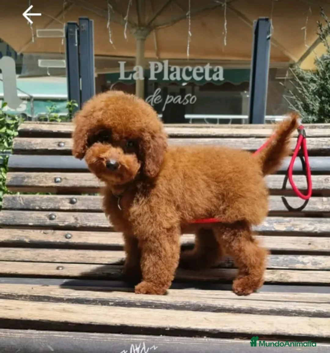Caniche Toy perros en venta: Caniches madre apricot padre rojo - Anuncio 1