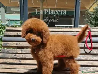 Caniche Toy perros Caniches madre apricot padre rojo - Anuncio 9