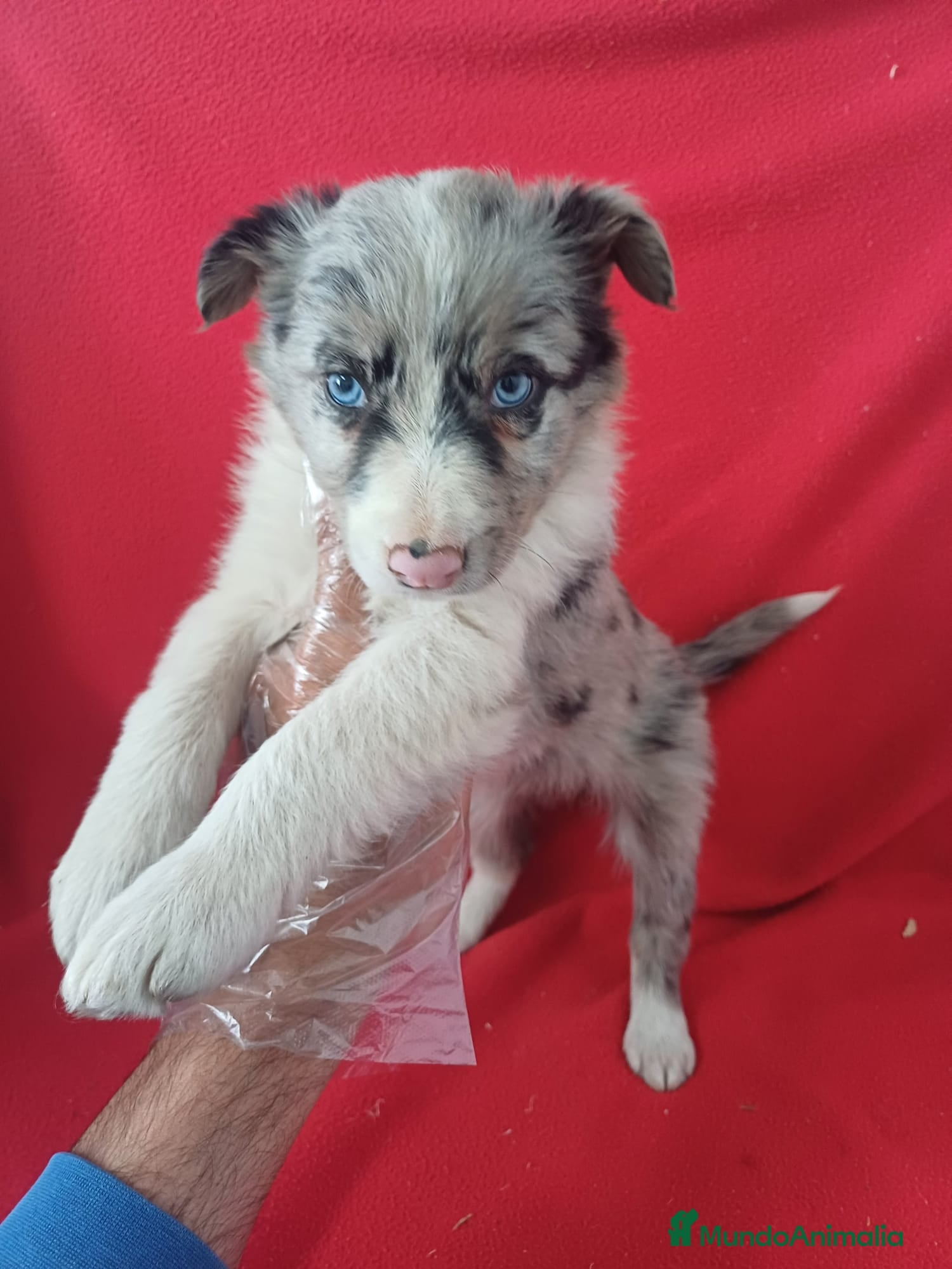 Border Collie perros Border Collie Merle  - Anuncio 3