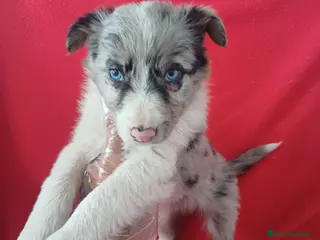 Border Collie perros Border Collie Merle - Anuncio 3