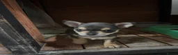 Chihuahua perros en venta: Cachorros de Chihuahua 🐾🐶 en Alicante - Anuncio 9