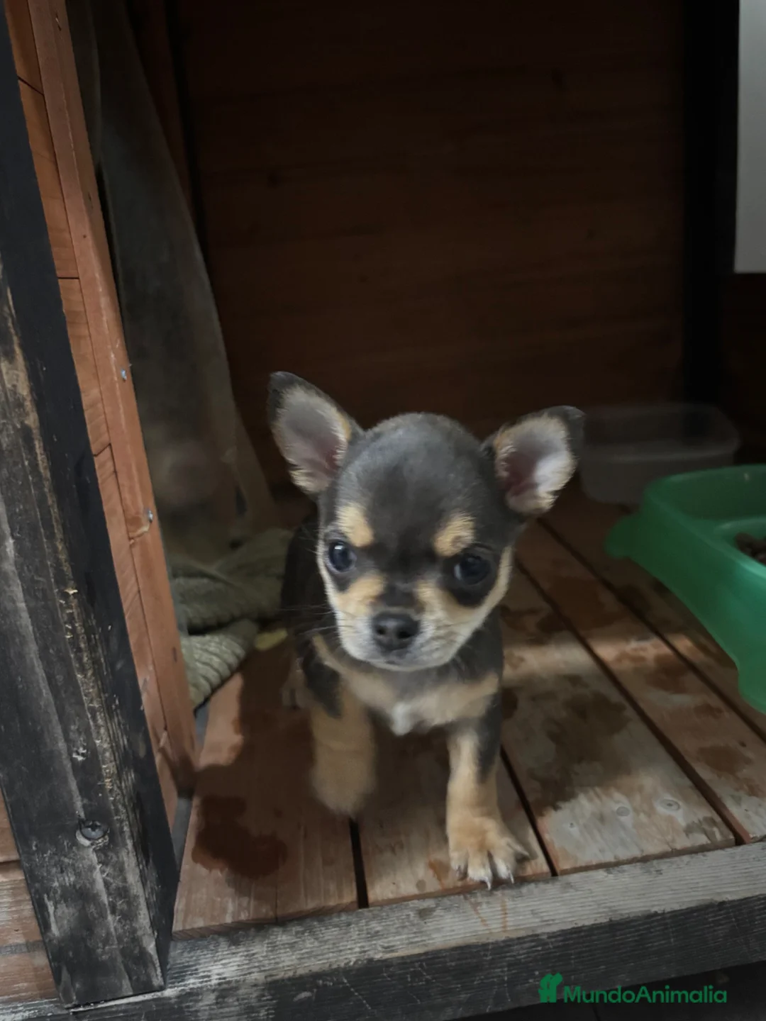 Chihuahua perros en venta: Cachorros de Chihuahua 🐾🐶 en Alicante - Anuncio 9