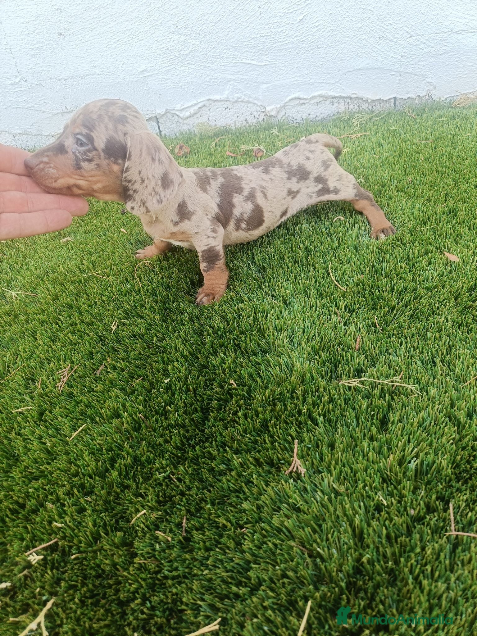 Teckel Miniatura perros Exclusivo Machito de Teckel Arlequin Chocolate - Anuncio 1