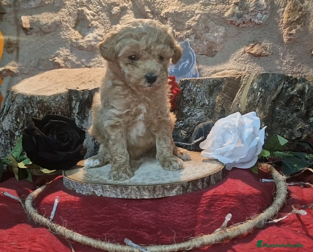 Raza Mixta perros en venta: Caniche apricot enano/toy - Anuncio 2