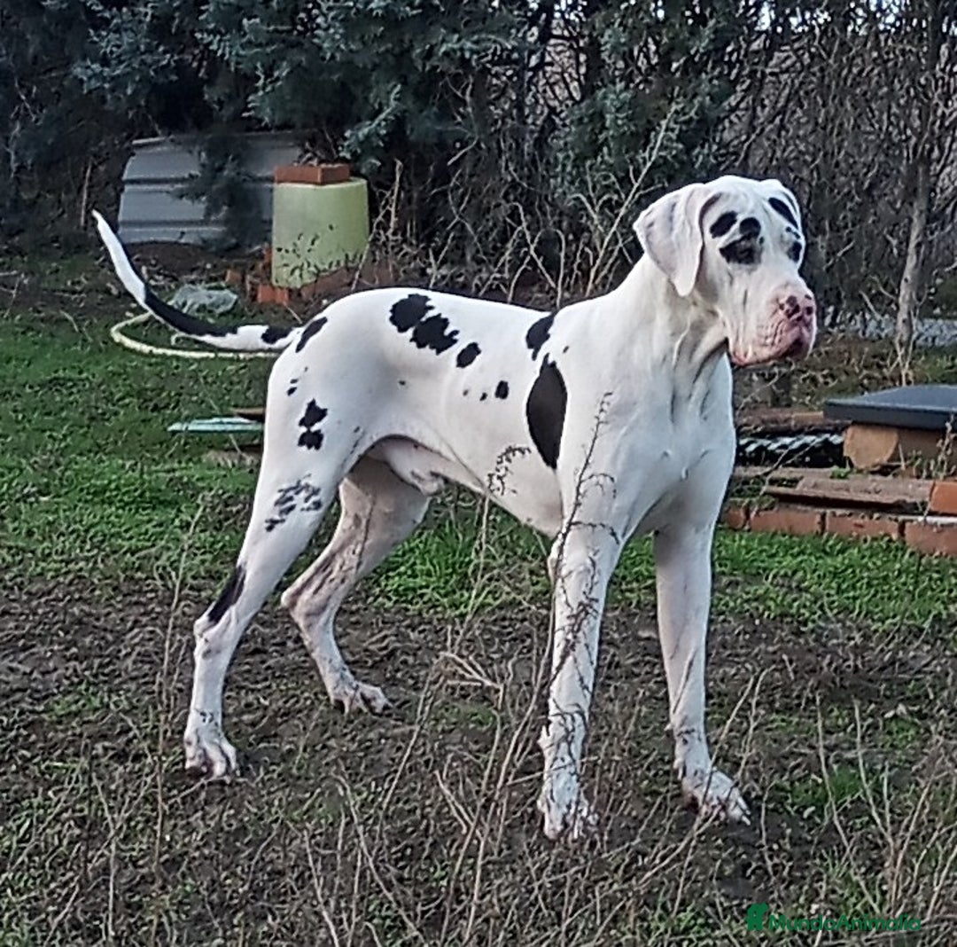 Dogo Alemán perros para monta: DOGO ALEMAN , MONTAS  - Anuncio 2