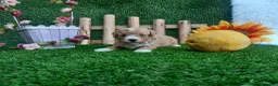 Caniche Toy perros en venta: IMPRECIONANTES  CANICHES  ROJO  TOY  - Anuncio 12