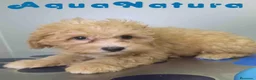 Havapoo perros en venta: Havapoo Macho de Haya y Can 6756 AQUANATURA - Anuncio 4
