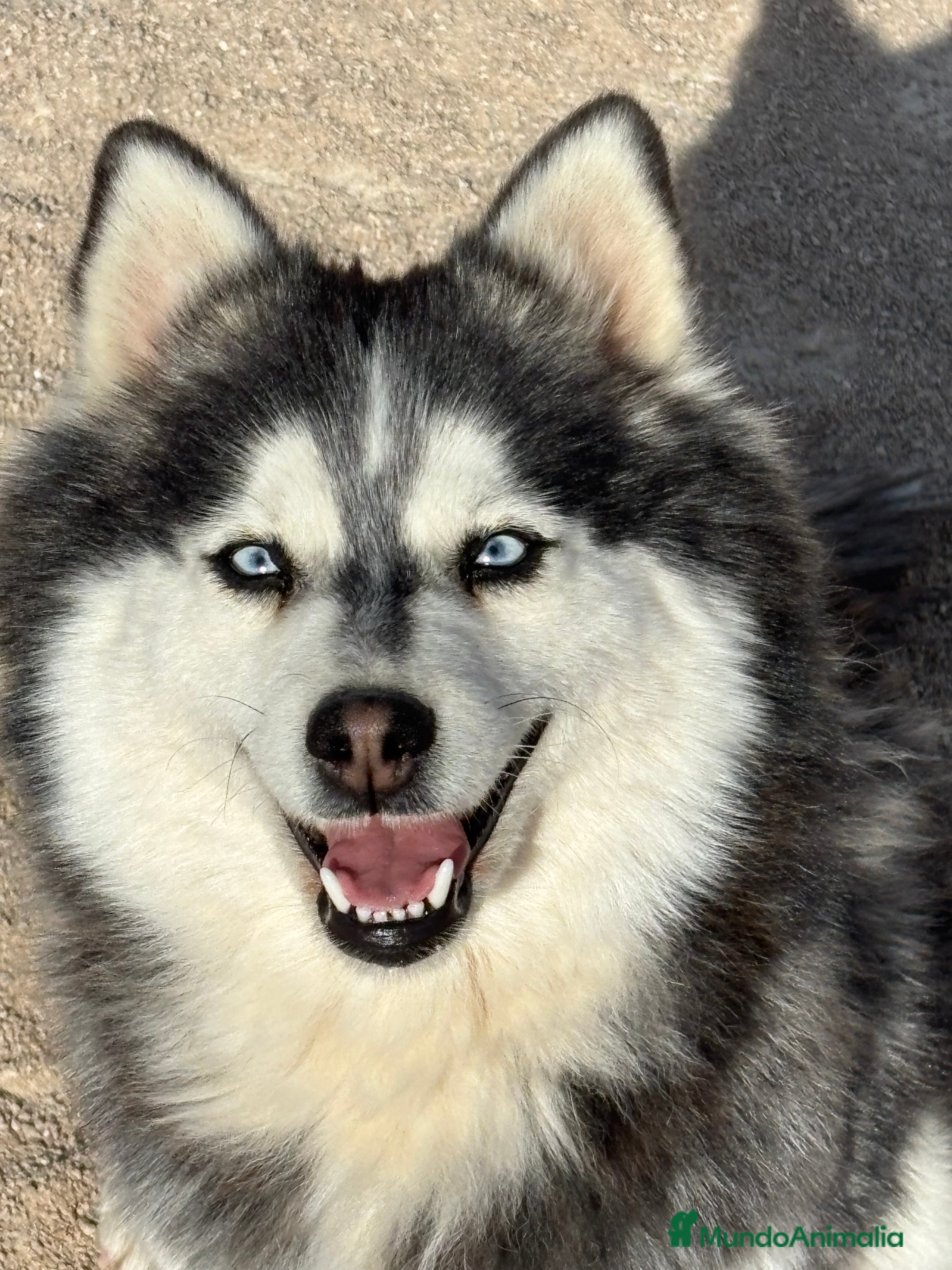 Pomsky perros Hembra pomsky - Anuncio 7