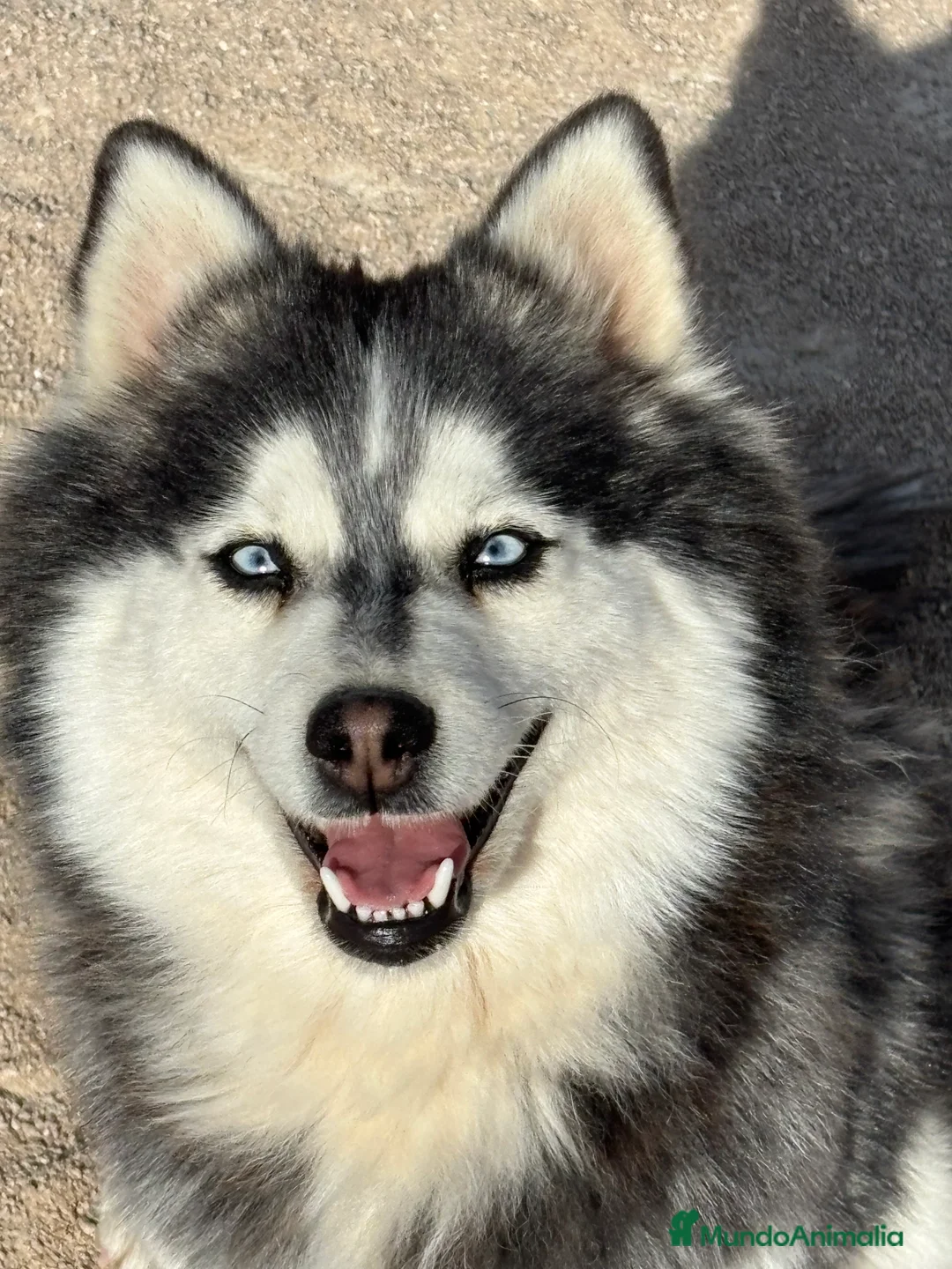 Pomsky perros en venta: Hembra pomsky - Anuncio 1