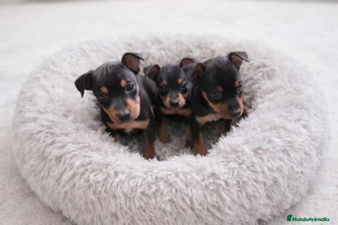 Pinscher Miniatura perros en venta: ❤️🐶🌹PINSCHER: UN PEQUEÑO TESORO DE AMOR🌹🐶❤️ - Anuncio 5