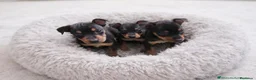 Pinscher Miniatura perros en venta: ❤️🐶🌹PINSCHER: UN PEQUEÑO TESORO DE AMOR🌹🐶❤️ - Anuncio 1