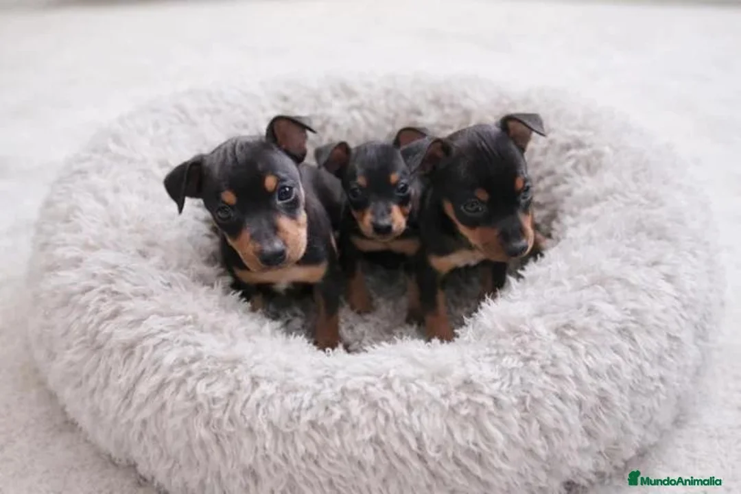 Pinscher Miniatura perros en venta: ❤️🐶🌹PINSCHER: UN PEQUEÑO TESORO DE AMOR🌹🐶❤️ - Anuncio 1