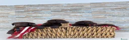 Labrador Retriever perros en venta: Exclusivos cachorros de Labrador Retriever. - Anuncio 6
