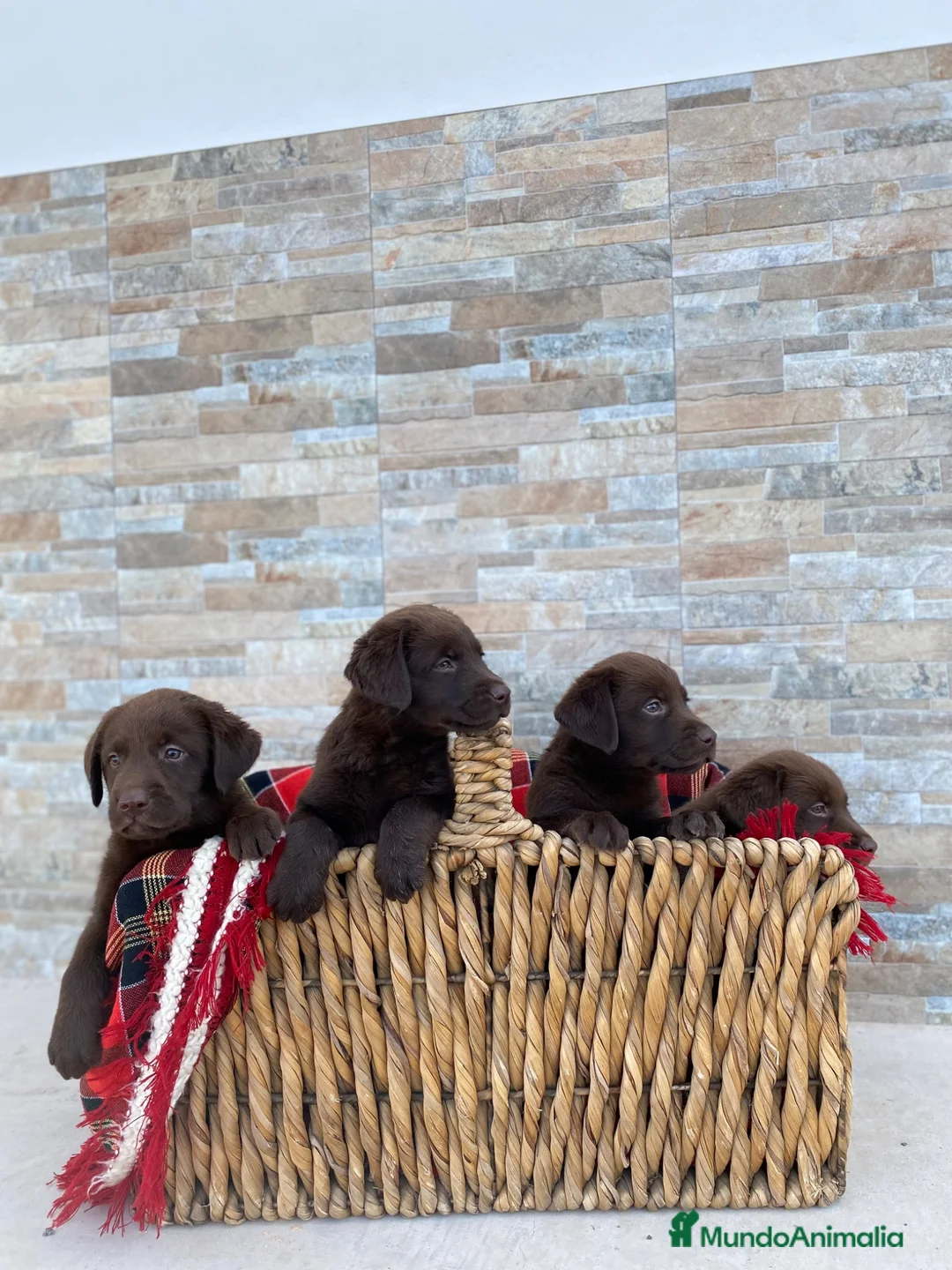 Labrador Retriever perros en venta: Exclusivos cachorros de Labrador Retriever. - Anuncio 6