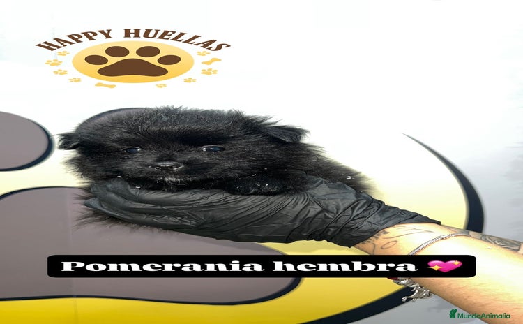 Pomerania perros en venta - Anuncio 3