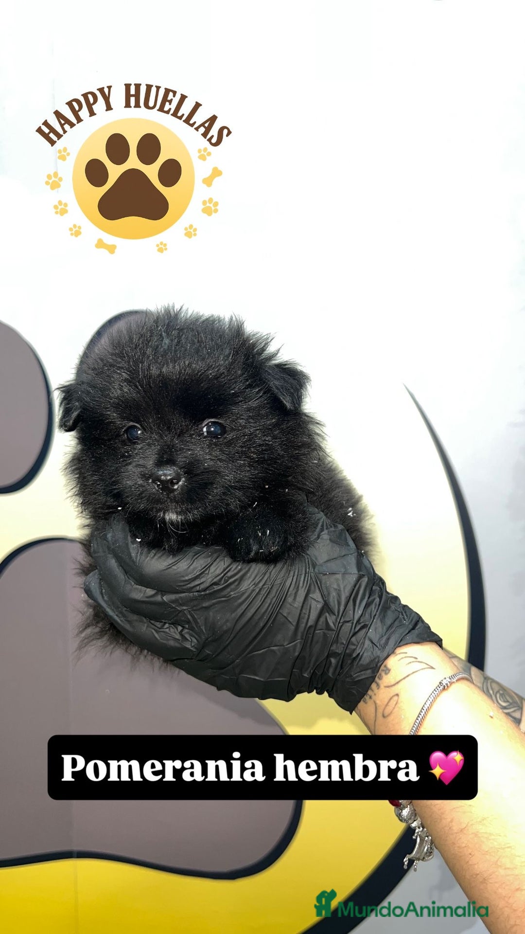 Pomerania perros en venta: Pomerania  - Imagen 1