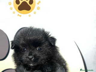 Pomerania perros - Anuncio 31