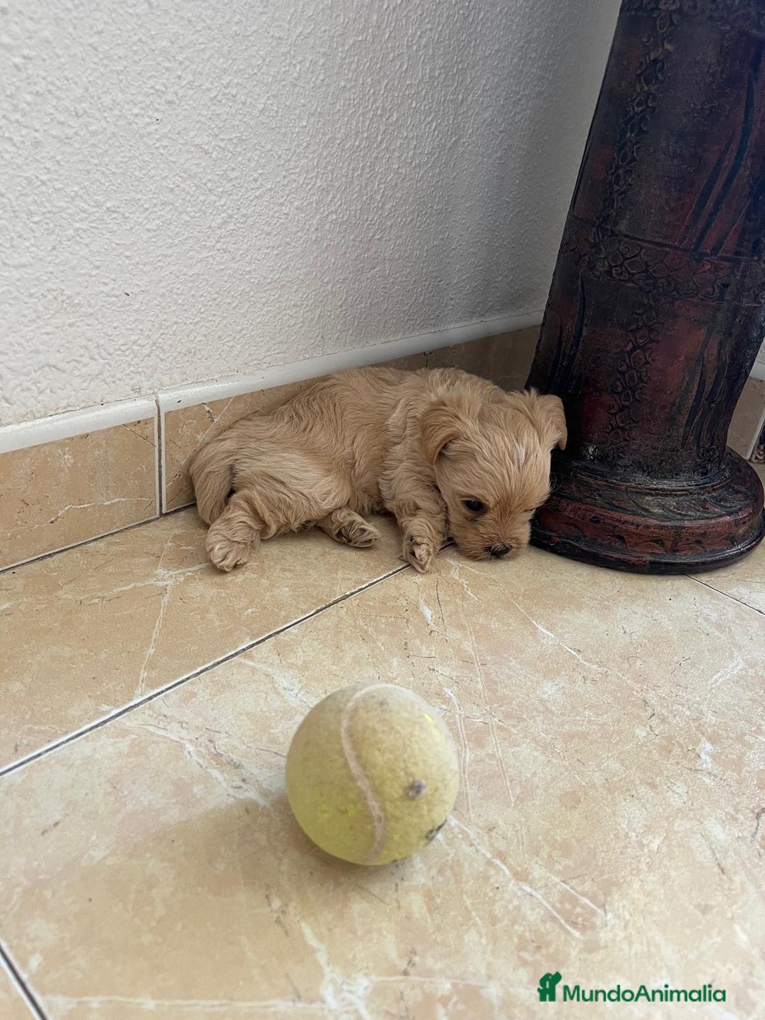 Yorkshire Terrier perros en venta: YORSHIRE - Imagen 6