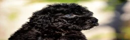 Perro de Agua Español perros en venta: PERRO DE AGUA  - Anuncio 26