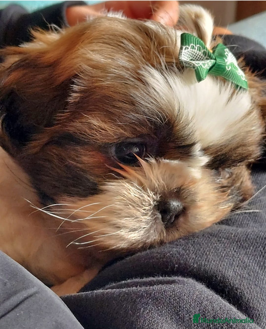 Shih Tzu perros en venta: Shih tzu último cachorro  en Burgos - Imagen 1