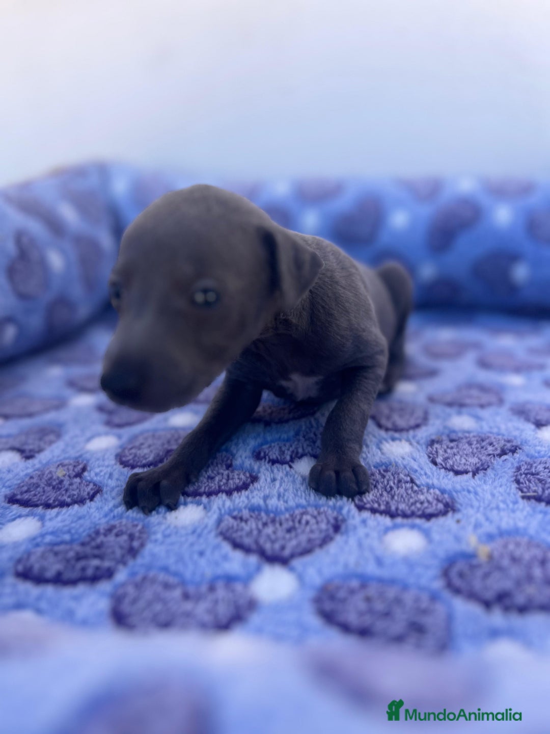 Whippet perros en venta: Whippet blue  - Imagen 6
