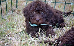 Perro de Agua Español perros en venta: Cachorros perro de agua español - Imagen 29