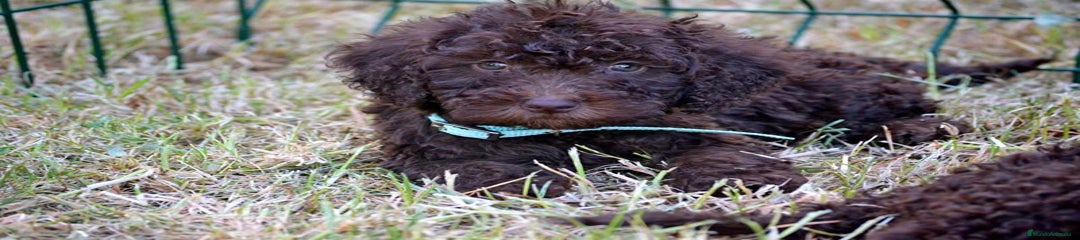 Perro de Agua Español Cachorro 3