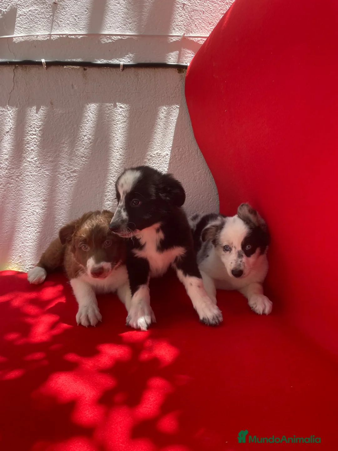 Border Collie perros en venta: Lindas cachorras Border collie  - Anuncio 2