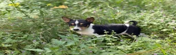Basenji perros en venta: 🐾 Cachorros Basenji Exclusivos 🐾 - Anuncio 5