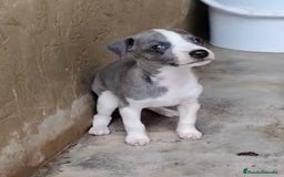 Whippet perros en venta: Whippet blue, isabela verdino - Imagen 6