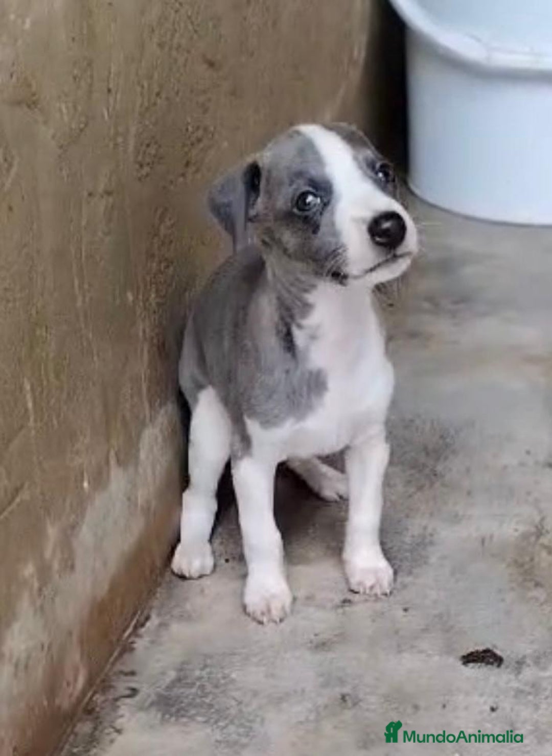 Whippet perros en venta: Whippet blue, isabela verdino - Imagen 6
