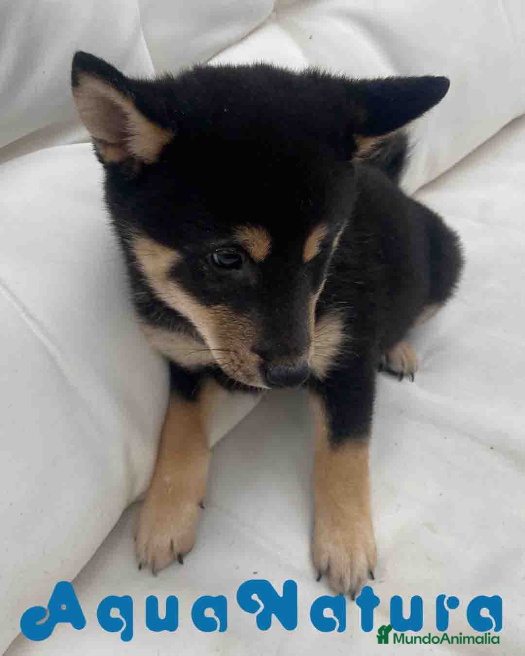 Shiba Inu perros Shiba Inu Macho de Mayka y Silvio 1984 AQUANATURA - Anuncio 2
