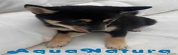 Shiba Inu perros en venta: Shiba Inu Macho de Mayka y Silvio 1984 AQUANATURA - Anuncio 1